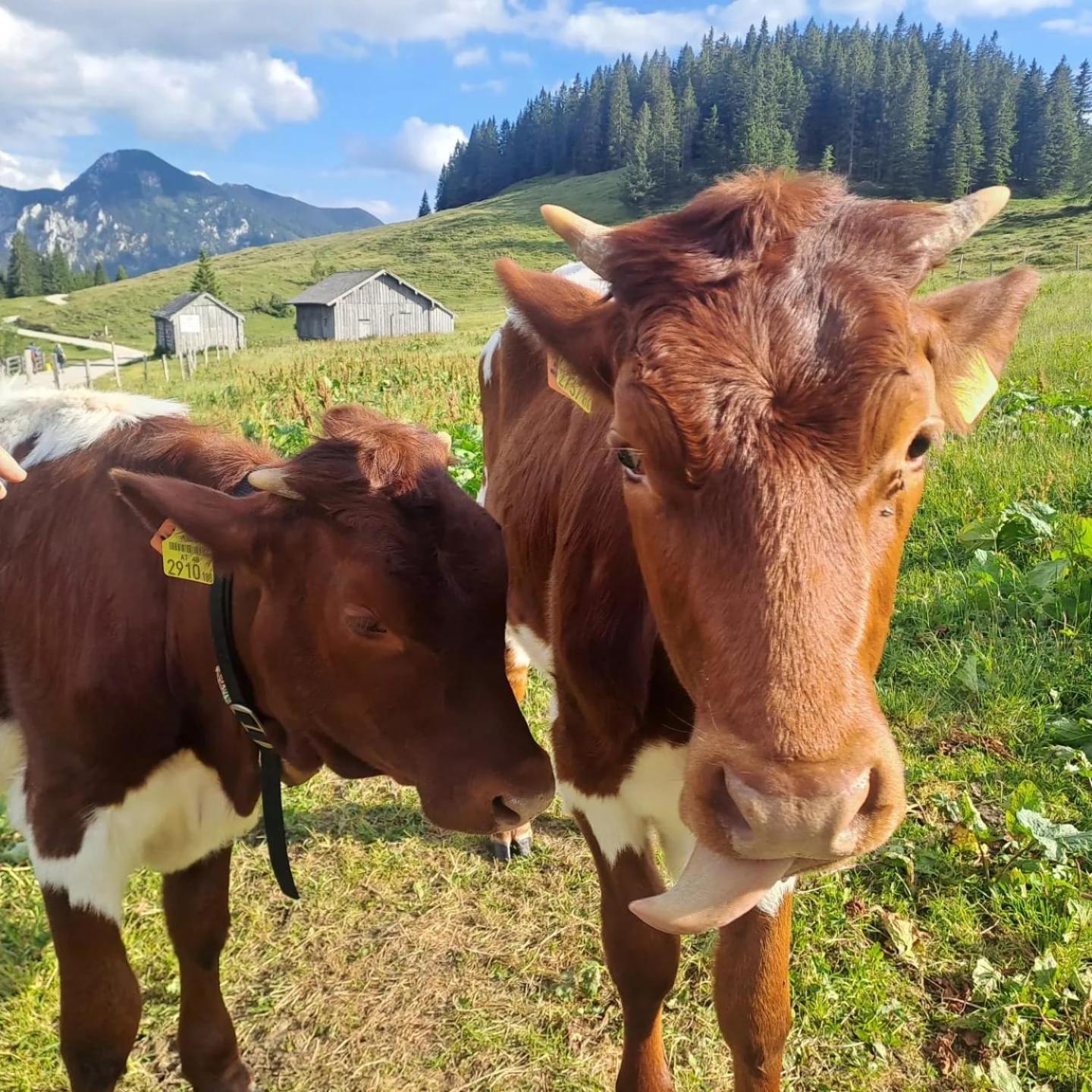 Mountainlove Strobl Eksteriør billede